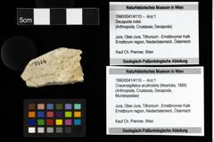 Foto (Objekt + Etiketten) von Cracensigillatus acutirostris (Moericke, 1889) 